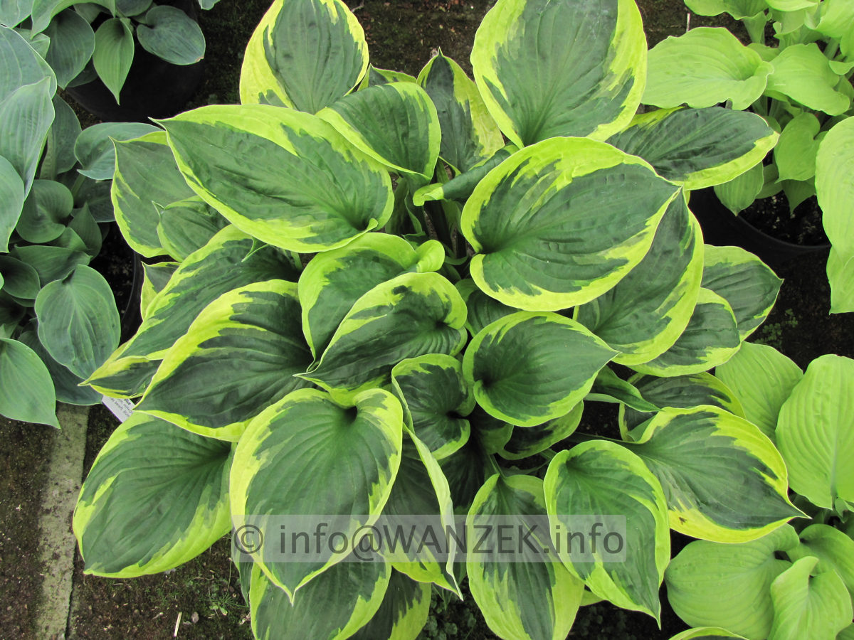 Hosta Hybride Twilight 001.JPG